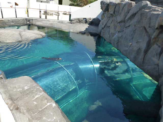 円山動物園、ホッキョクグマ館