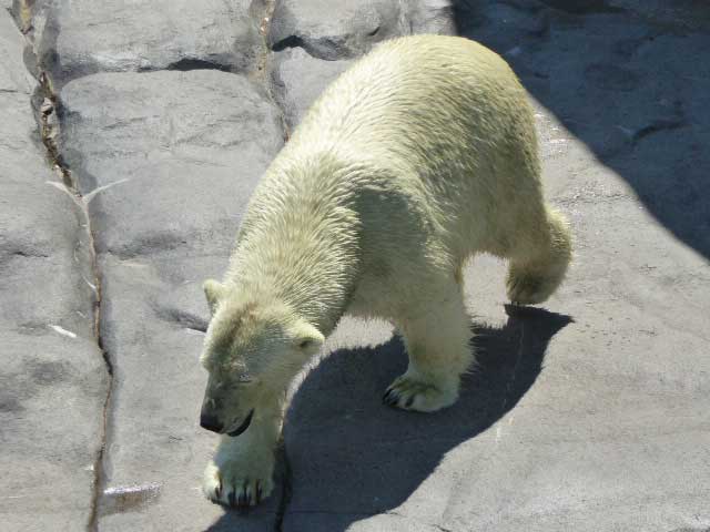 円山動物園、ホッキョクグマ館