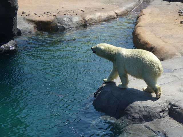 円山動物園、ホッキョクグマ館