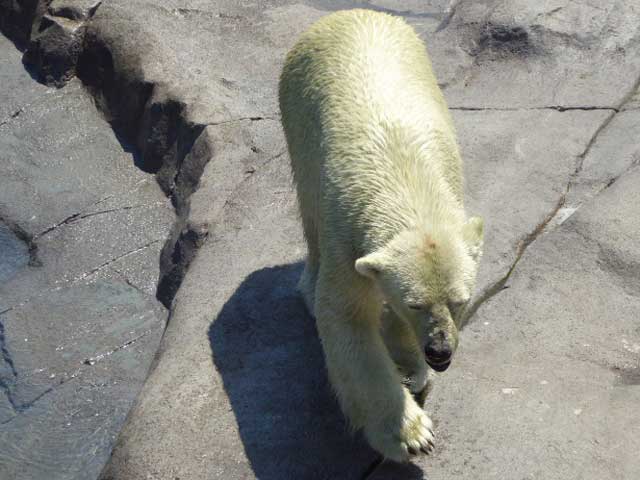 円山動物園、ホッキョクグマ館