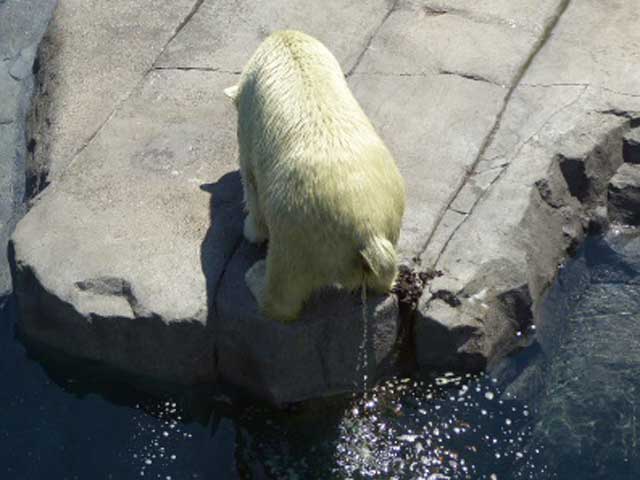 円山動物園、ホッキョクグマ館