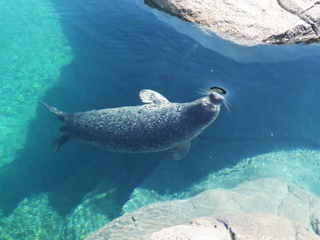 円山動物園、ホッキョクグマ館