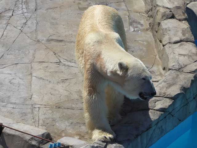 円山動物園、ホッキョクグマ館