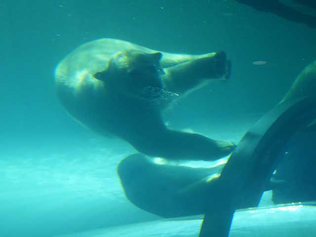 円山動物園、ホッキョクグマ館