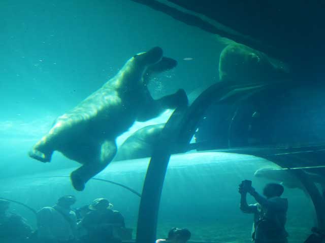 円山動物園、ホッキョクグマ館