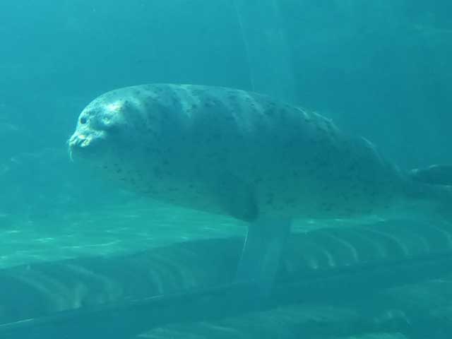 円山動物園、ホッキョクグマ館