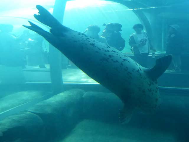 円山動物園、ホッキョクグマ館