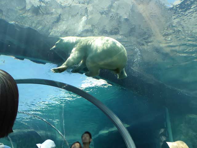 円山動物園、ホッキョクグマ館