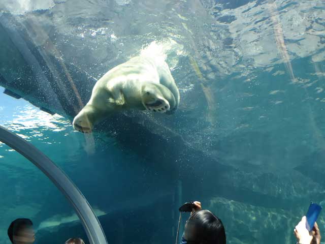 円山動物園、ホッキョクグマ館