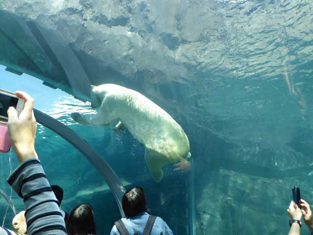 円山動物園、ホッキョクグマ館