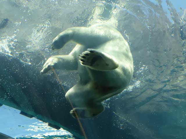 円山動物園、ホッキョクグマ館