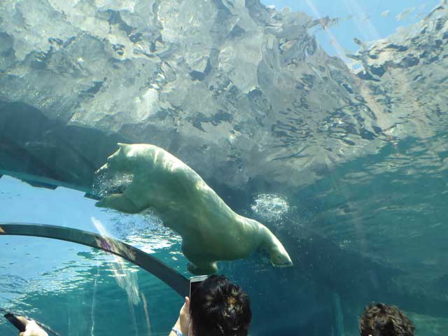 円山動物園、ホッキョクグマ館