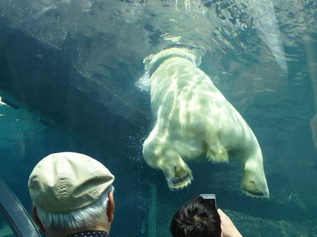 円山動物園、ホッキョクグマ館