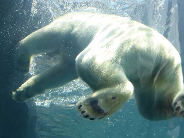 円山動物園、ホッキョクグマ館