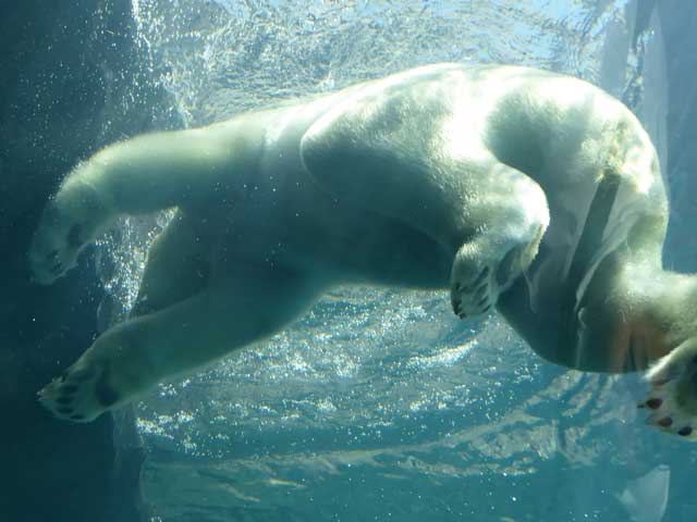 円山動物園、ホッキョクグマ館