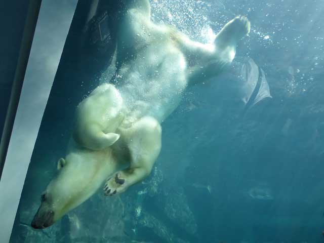 円山動物園、ホッキョクグマ館