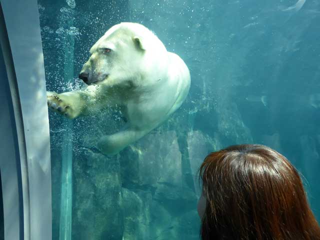 円山動物園、ホッキョクグマ館