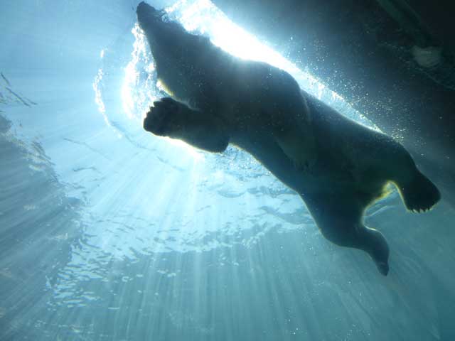 円山動物園、ホッキョクグマ館