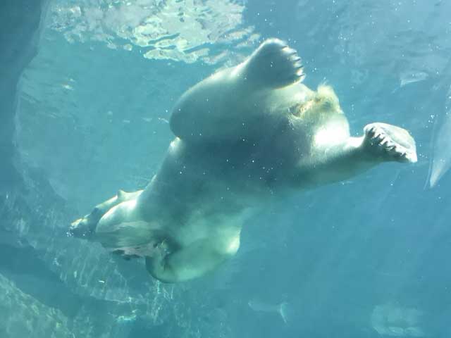 円山動物園、ホッキョクグマ館