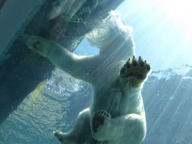 円山動物園、ホッキョクグマ館