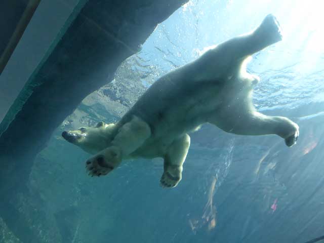 円山動物園、ホッキョクグマ館