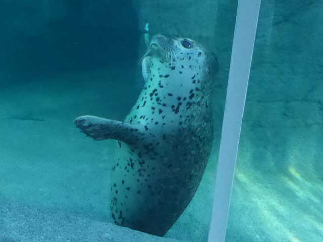 円山動物園、ホッキョクグマ館