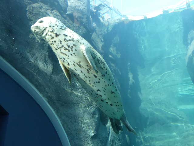 円山動物園、ホッキョクグマ館