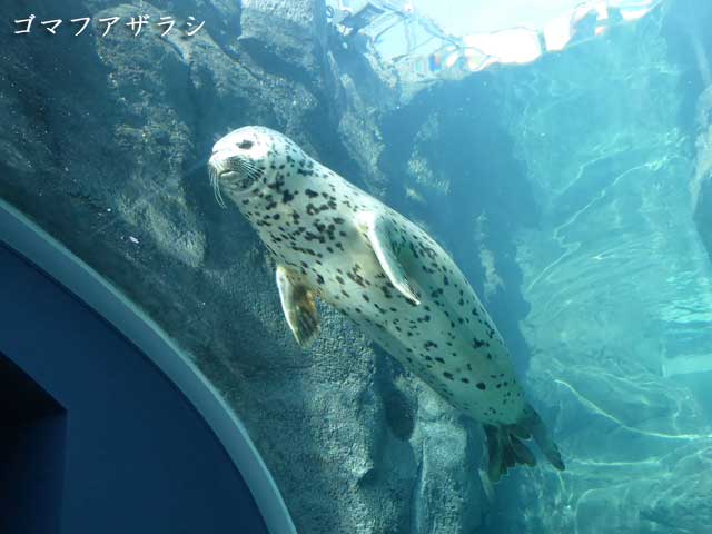 円山動物園、ホッキョクグマ館