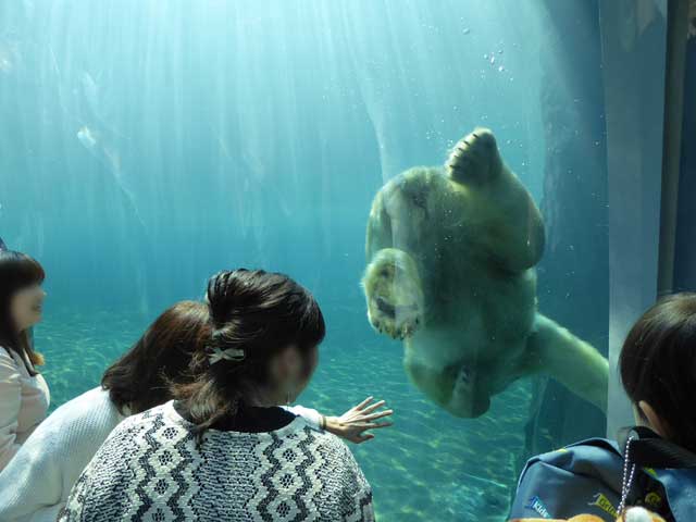 円山動物園、ホッキョクグマ館