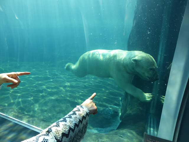 円山動物園、ホッキョクグマ館