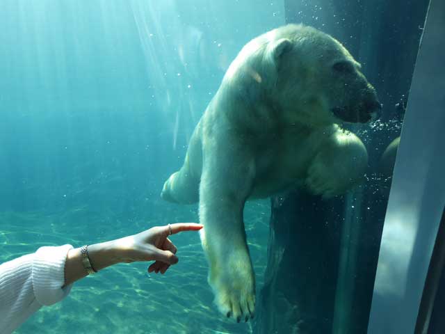 円山動物園、ホッキョクグマ館