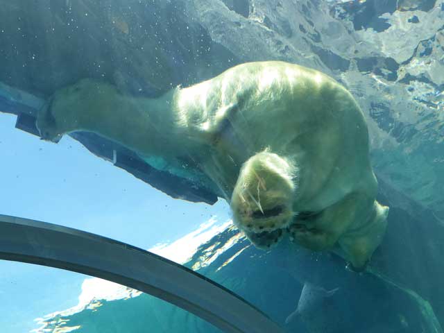 円山動物園、ホッキョクグマ館