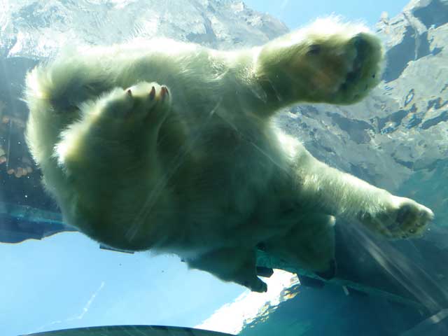 円山動物園、ホッキョクグマ館