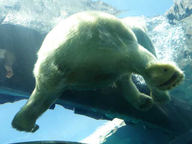 円山動物園、ホッキョクグマ館