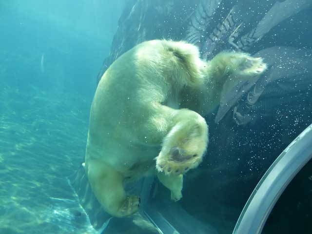 円山動物園、ホッキョクグマ館