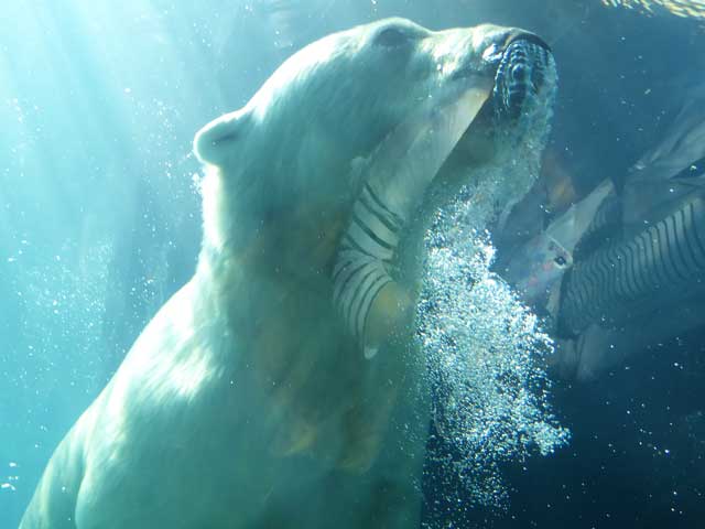 円山動物園、ホッキョクグマ館