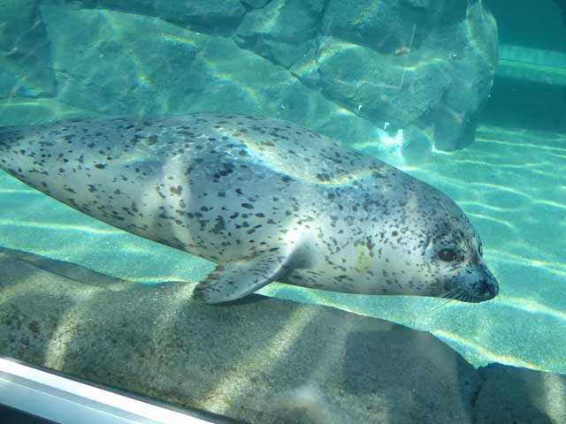 円山動物園、ホッキョクグマ館