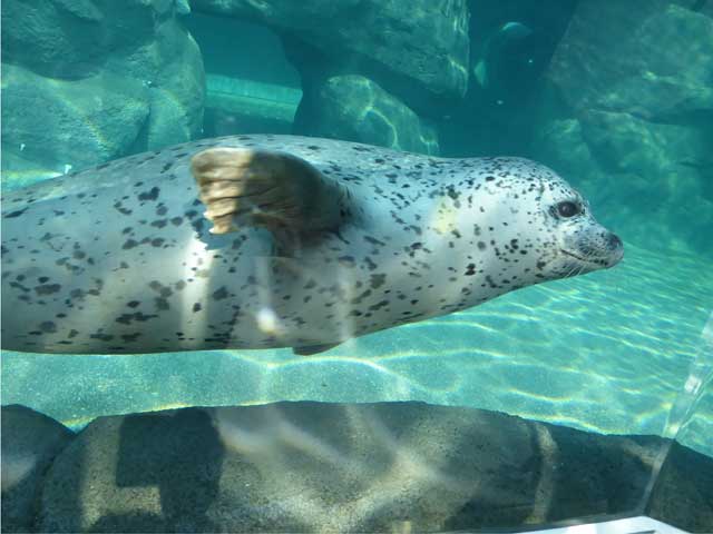 円山動物園、ホッキョクグマ館