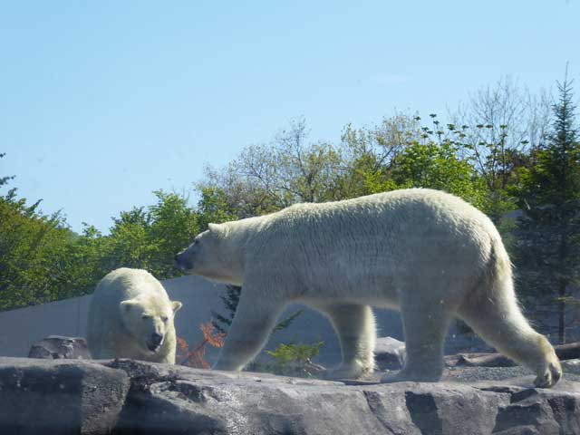 円山動物園、ホッキョクグマ館