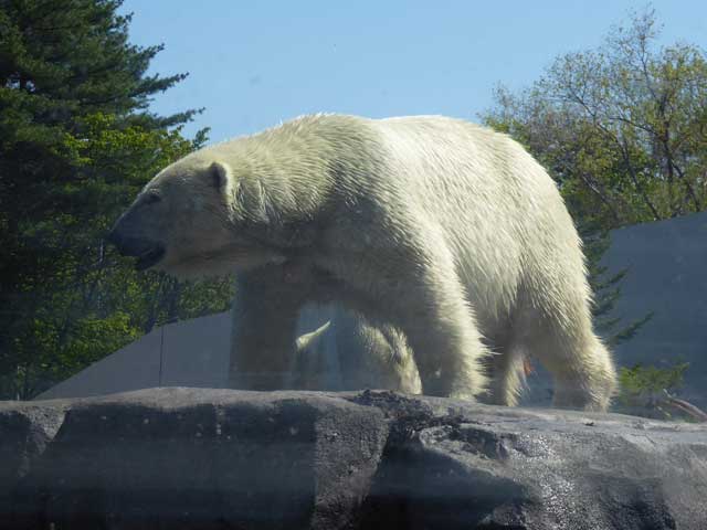 円山動物園、ホッキョクグマ館