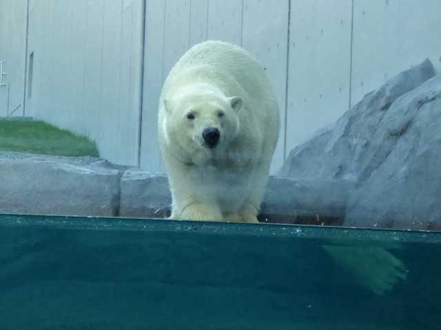 円山動物園、ホッキョクグマ館