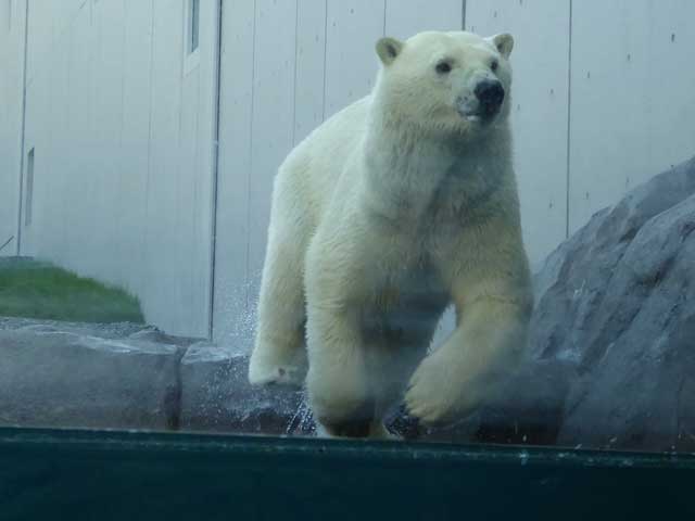 円山動物園、ホッキョクグマ館