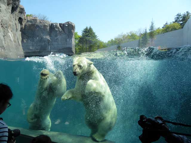 円山動物園、ホッキョクグマ館