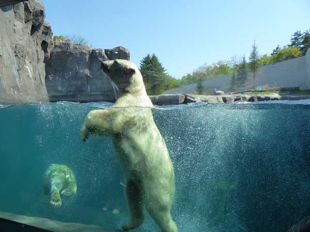 円山動物園、ホッキョクグマ館