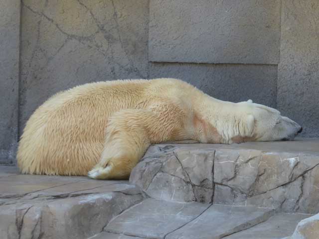 円山動物園、ホッキョクグマ館