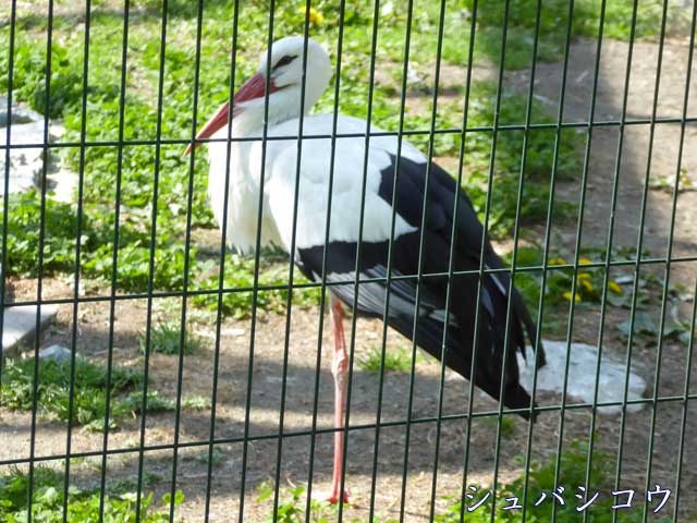 円山動物園