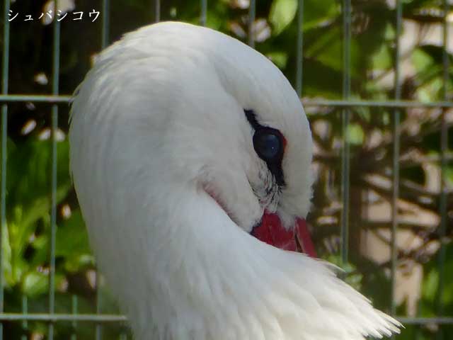 円山動物園、シュバシコウ