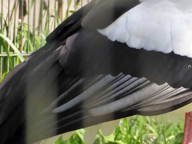 円山動物園、シュバシコウ