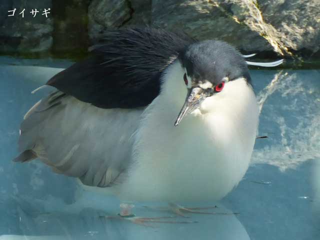 円山動物園、ゴイサギ