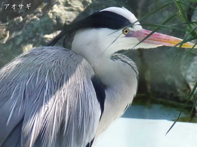 円山動物園、アオサギ